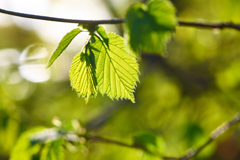 Hiking Tips Backcountry Hygeine Green leaves background